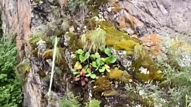 Куюс/Водопад Бельтертуюк/Горный Алтай/Петроглифы/Ороктойский мост/Чемальский тракт смотреть онлайн