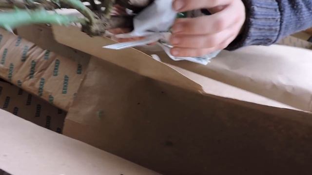 САЖЕНЦЫ ОТ БЕККЕР | УДИВИТЕЛЬНО смотреть онлайн