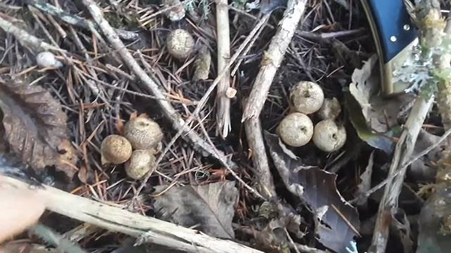 Farting Puffball [Lycoperdon Perlatum] | PNW Mushroom Hunting смотреть онлайн