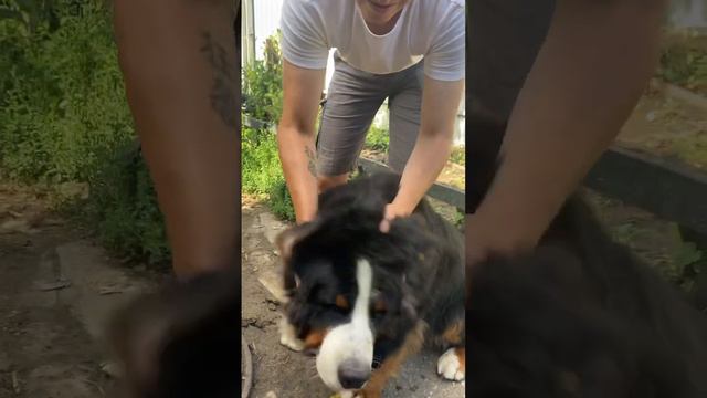 Бернский зенненхунд и почесушки. Bernese Mountain Dogs | #bernersennenhund #bernersennen #bernesedo смотреть онлайн