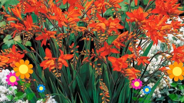 Крокосмия обыкновенная Огненный Король. Краткий обзор, описание характеристик, где купить рассада смотреть онлайн