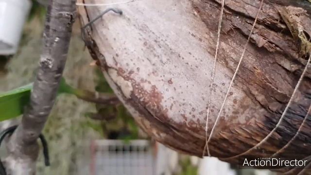 Bulbophyllum ambrosia-Первое Цветение Ароматной орхидеи и Уход смотреть онлайн