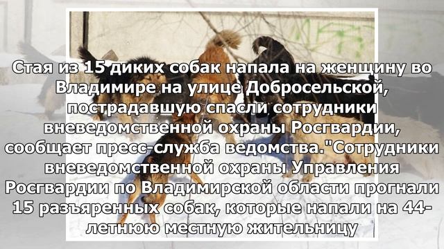 Во Владимире стая диких собак напала на женщину