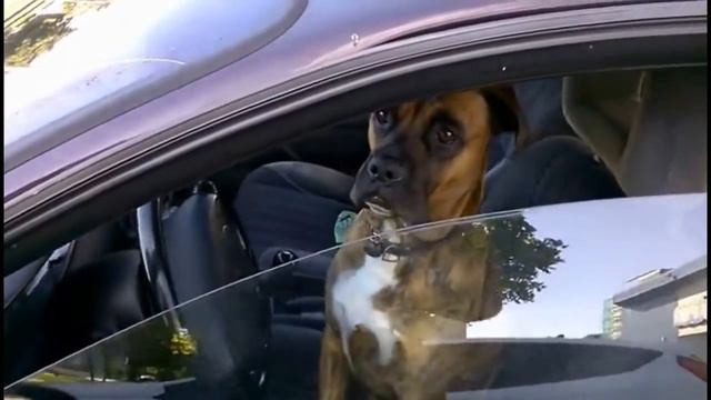 Собака за рулем. После драки. Страшный розыгрыш в кафе. Горилла ТВ. смотреть онлайн