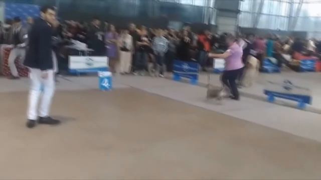 WhatsApp Video 2020 02 21 at 15 41 10 смотреть онлайн