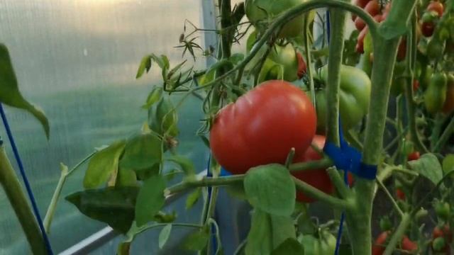 ТОМАТ МАЛИНОВКА. СТАРИННЫЙ, СОРТОВОЙ, ВЫСОКОУРОЖАЙНЫЙ. смотреть онлайн