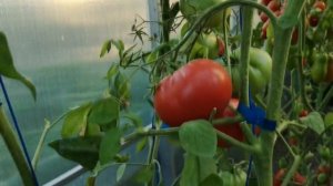 ТОМАТ МАЛИНОВКА. СТАРИННЫЙ, СОРТОВОЙ, ВЫСОКОУРОЖАЙНЫЙ.