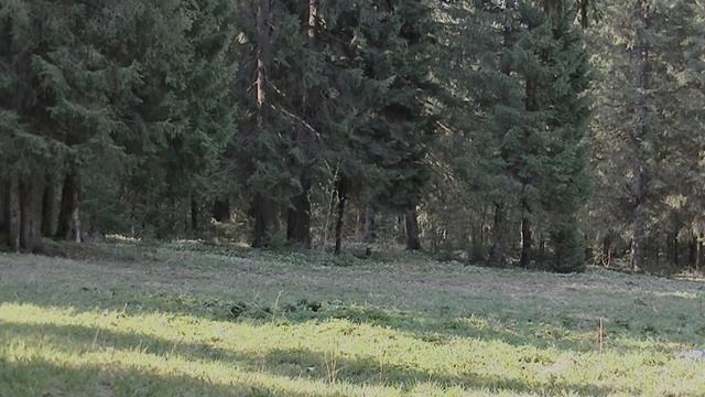 Тест. Фотоловушка Филин Pro Toguard. Дальность обнаружения объекта. смотреть онлайн