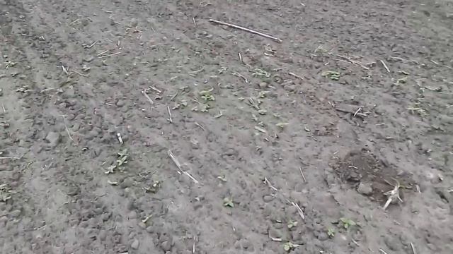 Пред посевная культивация под подсолнух 2019 смотреть онлайн
