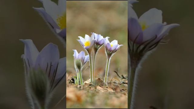 Древние поверья на 13 апреля от Мэри Рау #онлайн смотреть онлайн