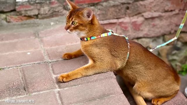 10 Cat Breeds That Don't Shed Or Smell/ All Cats смотреть онлайн