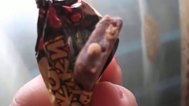 нашли червя в конфете и Вы после этого хотите есть конфеты? смотреть онлайн