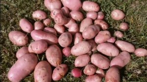 Картофель Манифест: характеристики сорта картофеля Манифест