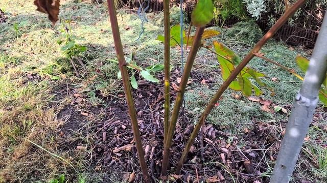 Ежевика. Обрезка осенью. Формирование куста. смотреть онлайн