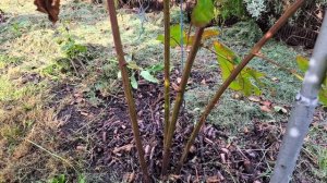 Ежевика. Обрезка осенью. Формирование куста.