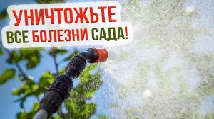 Осенняя обработка сада от болезней и вредителей. Чем обработать плодовые деревья осенью?