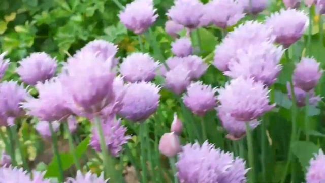 Лук шнитт смотреть онлайн