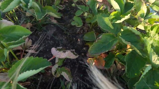 На даче в июне. Первый урожай клубники. Подкормка была весной органикой дин раз. смотреть онлайн