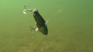 цикада страйк про сайбер вайб strike pro Cyber Vibe Обзор Братьев Щербаковых блесна для ловли окуня