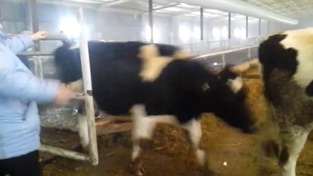 Покупаем черно-пестрых коров +7 965 617 60 05. Звоните! +7 965 617 60 05 Звоните! смотреть онлайн