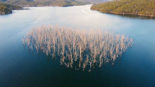 The Drowned Forest смотреть онлайн