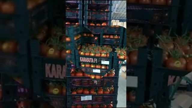 Карасута F1 cупер кистевой томат от компании SAKATA смотреть онлайн