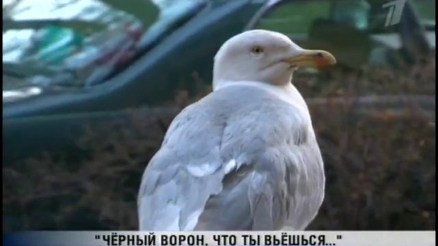 вороны и чайки Риги