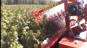 Комбайн NATALKA является моделью полурядных комбайнов для уборки малины с кустарников без подпор