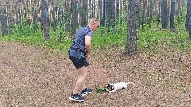 Дрессура собак. Город Реж Свердловской области. смотреть онлайн