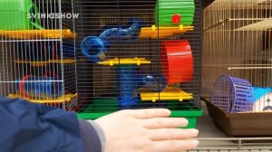 ЗООМАГАЗИН и ЗООПОКУПКИ для наших морских свинок SvinkiShow