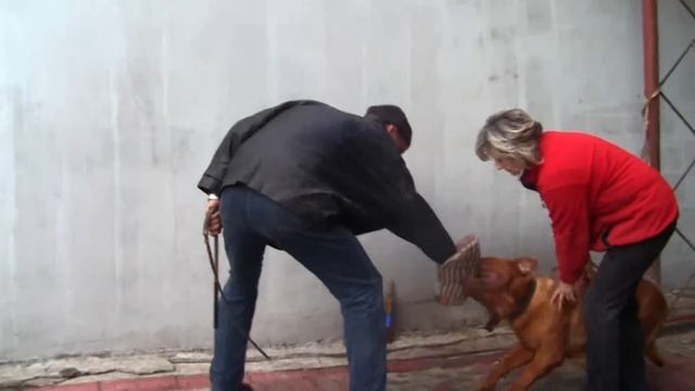 Охрана Питомник бордоских догов «Perle de France» http://perl.petsinform.com/ смотреть онлайн