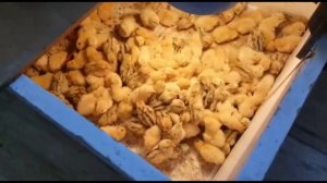 ИНКУБАЦИЯ ЯИЦ МУСКУСНОЙ УТКИ ОТ Я ДО А