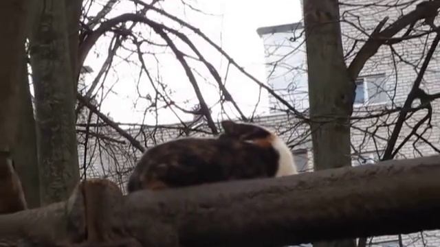 Ворона и кот смотреть онлайн