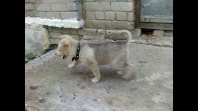 Бездомный щенок заглянул девушке в глаза в надежде, что та даст ему еды смотреть онлайн