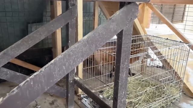 Ли Сяо / Alice the Fox Лиса Алиса (Ловля рыбы!!) смотреть онлайн