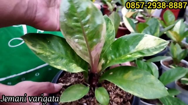 LAPAK KHUSUS ANTHURIUM JEMANI BERKARAKTER & HUKERI PINK,,,HARGA BOLEH DI ADU!!! смотреть онлайн