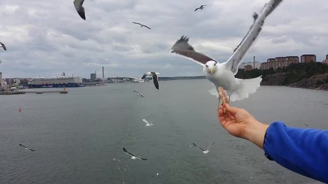 Кормление чаек 2ч смотреть онлайн