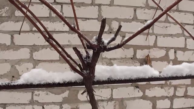 Обрезка винограда сорта Гуно. Сайт "Садовый мир" смотреть онлайн