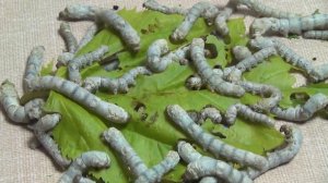 Гусеницы тутового шелкопряда едят листья. Много съедят за 30 минут?