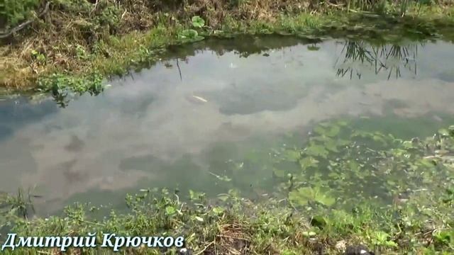 Классная РЫБАЛКА и ОТДЫХ на частных прудах станицы Чернореченская Краснодарский край Лабинский район смотреть онлайн