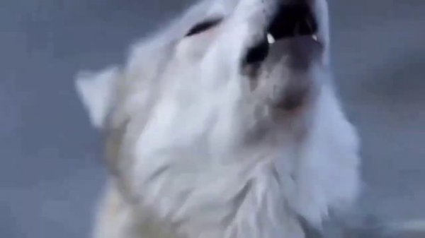 Убегу (сл., муз. Н.Парфенюк, аранжировка Р.Жига)