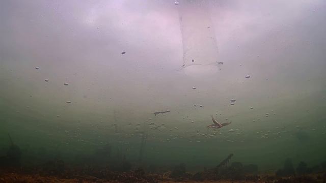 ОНДАТРА ВЗБЕСИЛАСЬ! Рыбалка на Жерлицы с Подводными камерами!