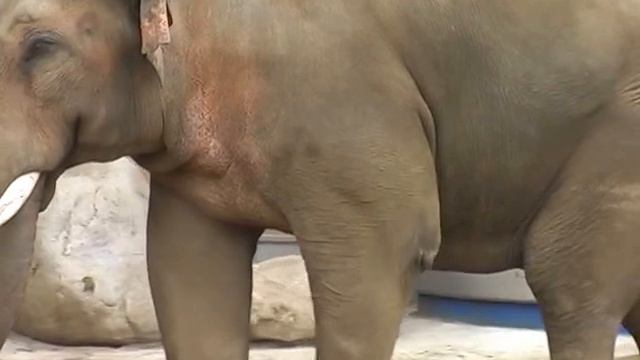 Зоопарк 2 смотреть онлайн