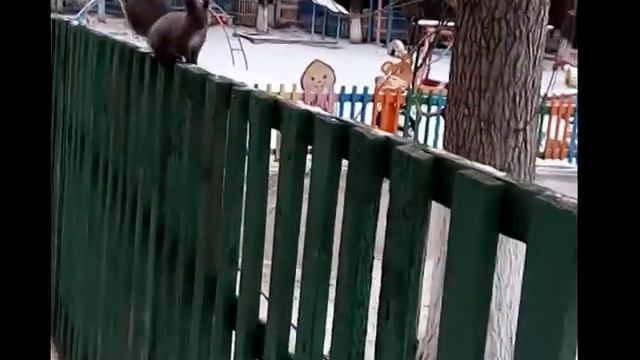 Белка красавица. Тулун. Угольщиков смотреть онлайн