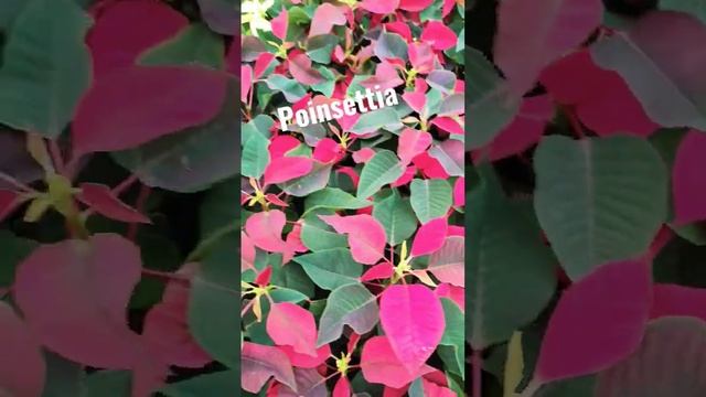 Poinsettias (Euphorbia pulcherrima) are popular winter houseplants because they flower in mid-winte смотреть онлайн