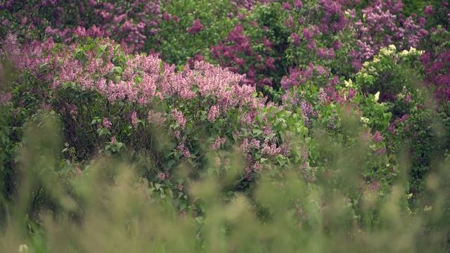 "Закат стелил покровом алым". Музыка и исполнение - Надежда Кудрина, стихи - Галина Пятисотских. смотреть онлайн