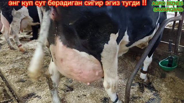 Энг куп сут берадиган рекордчи голштин сигир эгиз тугди!! смотреть онлайн