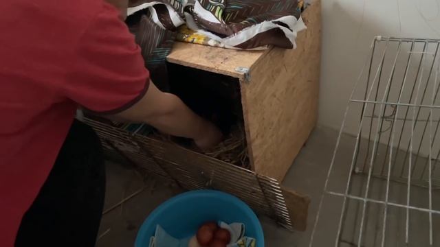Как подложить под квочку яйца смотреть онлайн