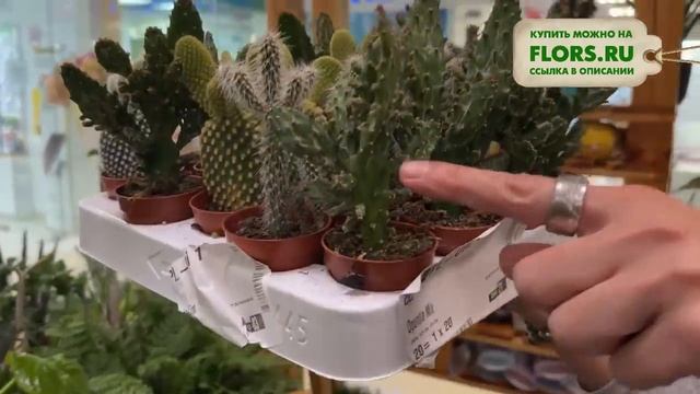 #39 Поставка комнатных растений в магазин | Каладиумы, калатеи, суккуленты, традесканции смотреть онлайн