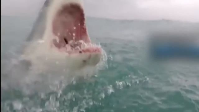 Нападение белой акулы\White Shark Attack смотреть онлайн